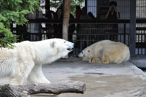9月4日 旭山動物園 朝のホッキョクグマ達