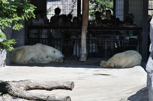 9月4日 旭山動物園 ホッキョクグマ ルルとピリカ