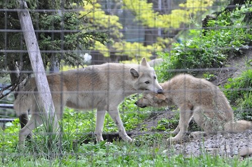 9月4日 旭山動物園 シンリンオオカミ
