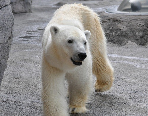 9月4日 旭山動物園 ホッキョクグマ ルルとピリカ2