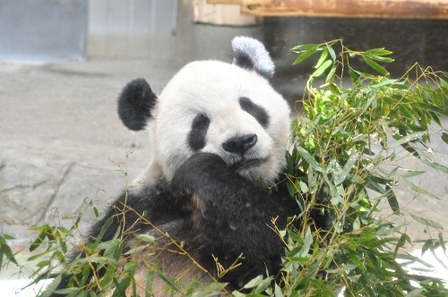 9月13日 東京観光2日目 上野動物園 ジャイアントパンダ