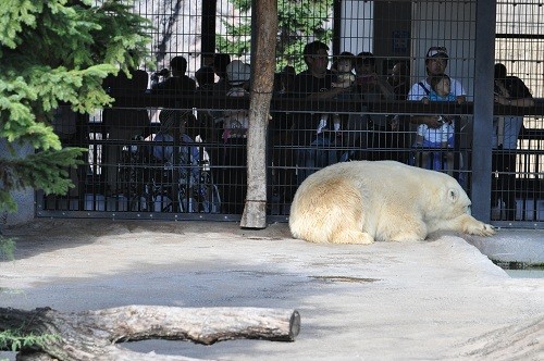 9月23日 旭山動物園 ホッキョクグマ ルルとピリカ