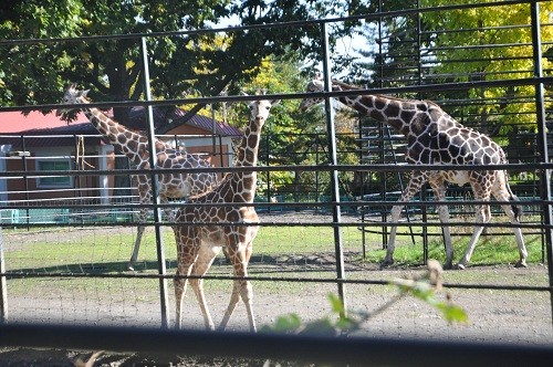 １０月１８日　おびひろ動物園　アミメキリン１