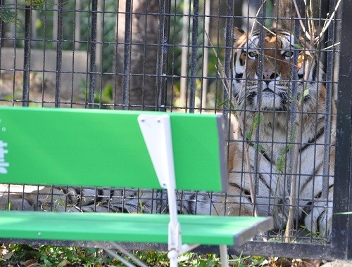 １０月１８日　おびひろ動物園　アムールトラ　タツオ