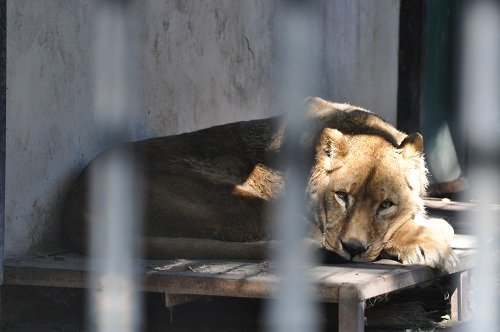 １０月１８日　おびひろ動物園　ライオン　エルザ