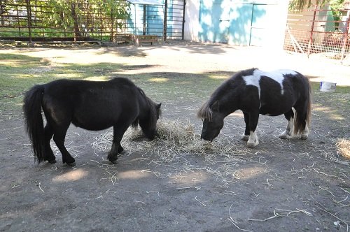 １０月１８日　おびひろ動物園　ミニチュアホースとラマ