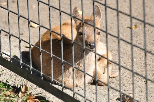 １０月１８日　おびひろ動物園　エゾシカ　慎吾