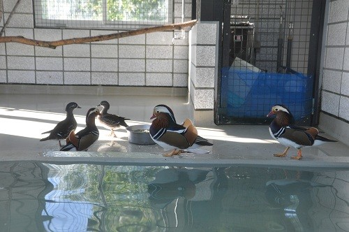 １０月１８日　おびひろ動物園　オシドリとクジャク