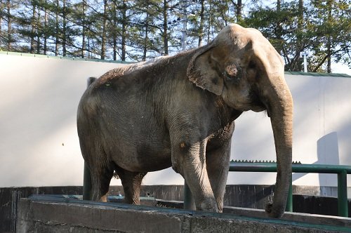 １０月１８日　おびひろ動物園　アジアゾウ　ナナ