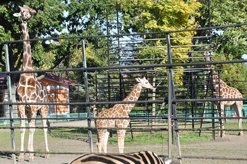 １０月１８日　おびひろ動物園　アミメキリン２