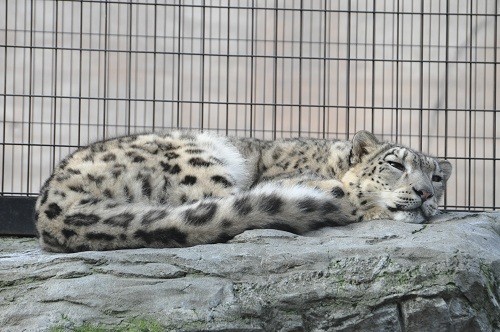 １０月３０日　旭山動物園　ユキヒョウ　ジーマ