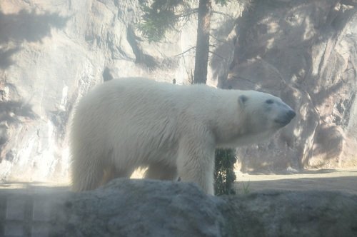 10月30日 旭山動物園 ホッキョクグマ