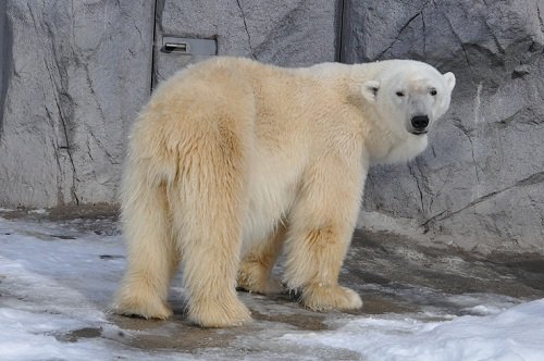 11月25日 旭山動物園 ホッキョクグマたち