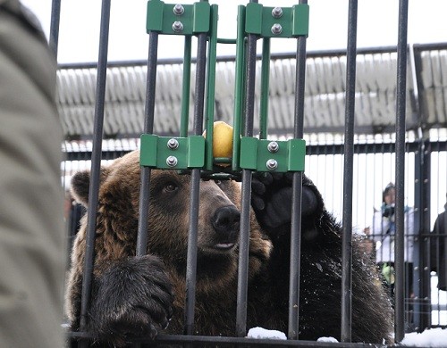 １１月２５日　旭山動物園　エゾヒグマ