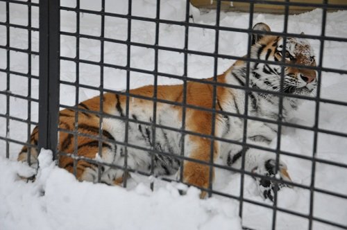 １２月９日　釧路市動物園　猛獣舎のネコ達