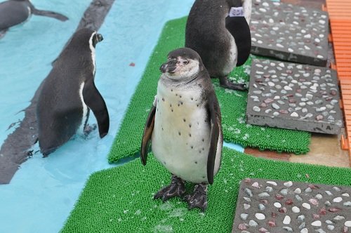 １２月９日　釧路市動物園　フンボルトペンギン　ぶるぶる・・・