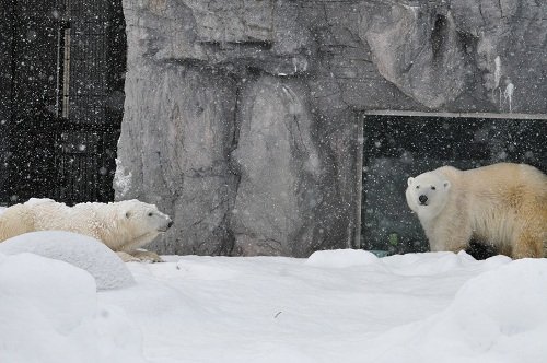 12月23日 旭山動物園 ホッキョクグマ