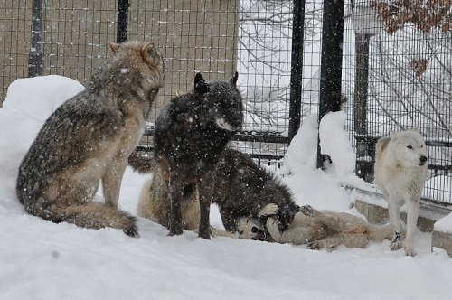 12月23日 旭山動物園 シンリンオオカミ