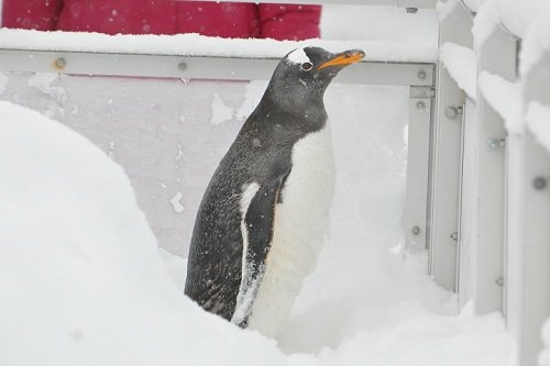 １２月２３日　旭山動物園　ドボガン広場を歩くジェンツーペンギン