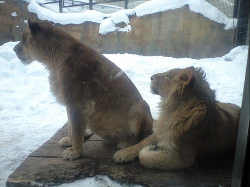 懐かしい写真シリーズ・・・２００８年２月　旭山動物園　ライオン母子