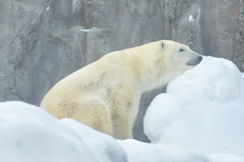 1月13日 旭山動物園 ホッキョクグマ ピリカ1