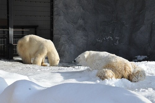 1月13日 旭山動物園 ホッキョクグマ サツキとルル