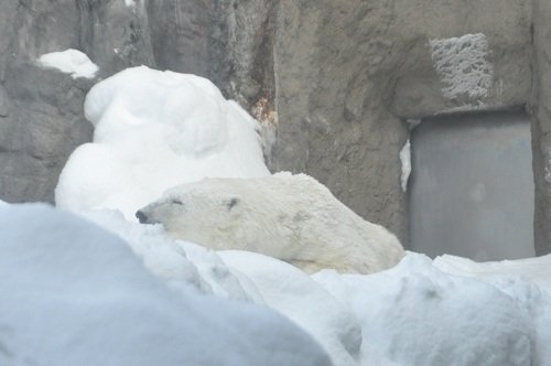 1月13日 旭山動物園 ホッキョクグマ ピリカ2