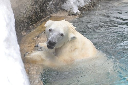 1月13日 旭山動物園 ホッキョクグマ ピリカ3