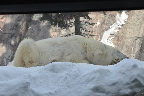 1月24日 旭山動物園 ホッキョクグマ 朝のメスたち