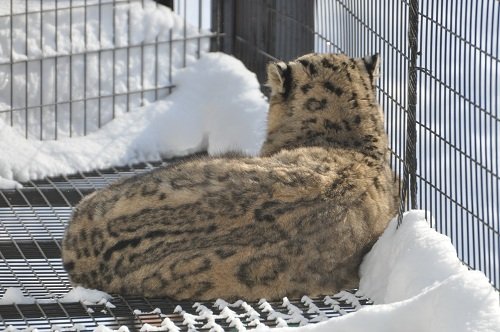 １月１３日　旭山動物園　ユキヒョウ　ヤマト