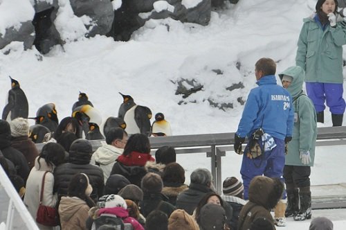 １月１３日　旭山動物園　ペンギンの散歩