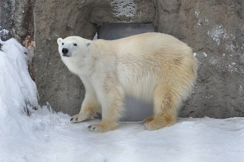 1月13日 旭山動物園 ホッキョクグマ ピリカ4