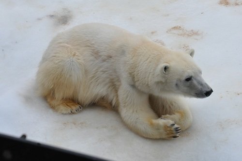 1月24日 旭山動物園 ホッキョクグマ ピリカ