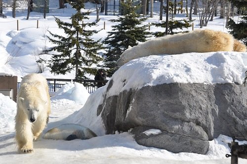 2月17日 旭山動物園 ホッキョクグマ ルルとピリカ1
