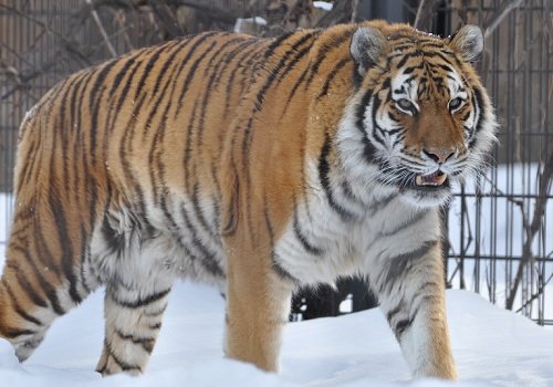 2月17日 旭山動物園 アムールトラ のん