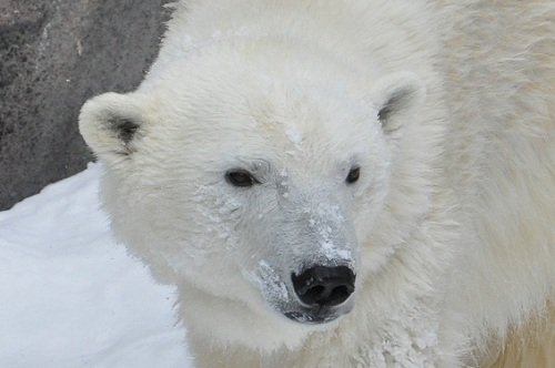 2月17日 旭山動物園 ホッキョクグマ サツキ