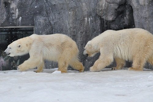 2月17日 旭山動物園 ホッキョクグマ ルルとピリカ2