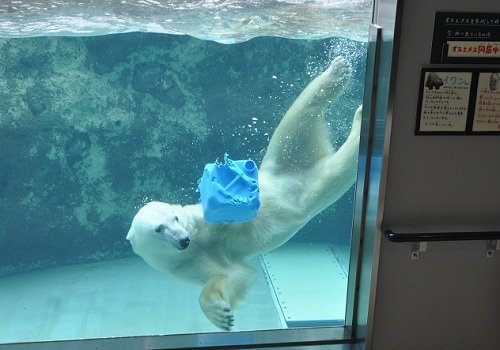 2月19日 旭山動物園 ホッキョクグマ サツキとイワン1