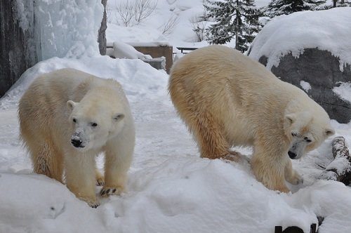 2月19日 旭山動物園 ホッキョクグマ ルルとピリカ1