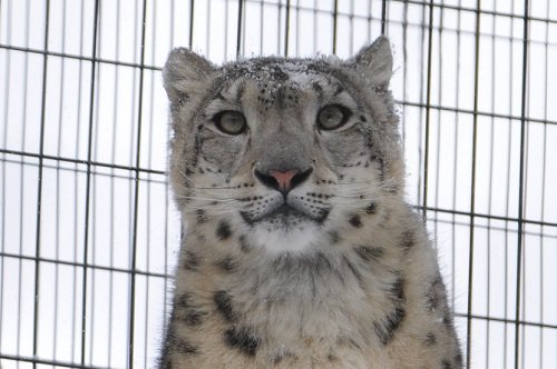 ２月１９日　旭山動物園　ユキヒョウ　ジーマ