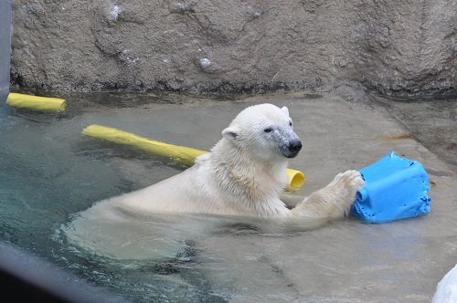 2月19日 旭山動物園 ホッキョクグマ サツキと他3頭