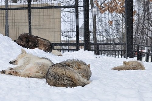 2月19日 旭山動物園 シンリンオオカミ