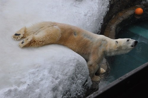 2月19日 旭山動物園 ホッキョクグマ 午後のもぐもぐタイム前後