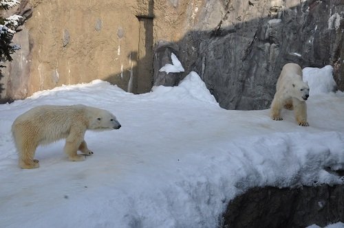 2月19日 旭山動物園 ホッキョクグマ イワンとサツキ