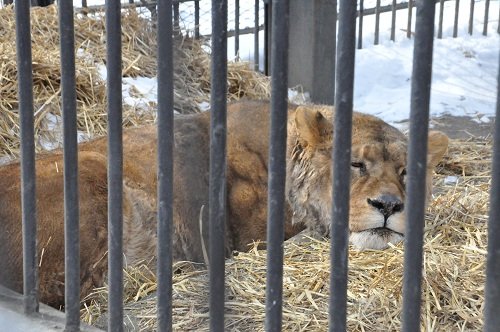 ２月２４日　おびひろ動物園　ライオン　エルザ