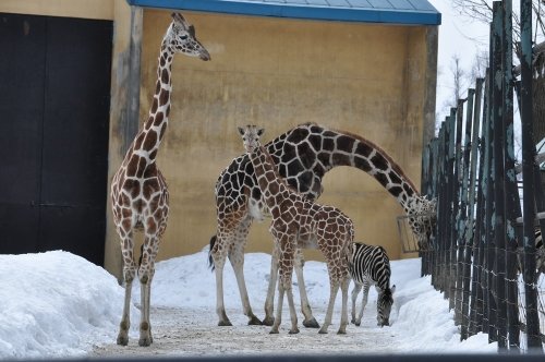 ２月２４日　おびひろ動物園　アミメキリン１