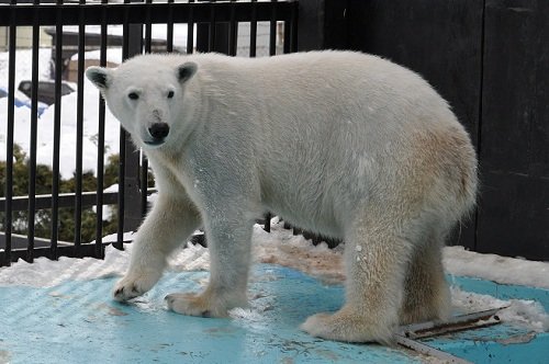 ２月２４日　おびひろ動物園　ホッキョクグマ１