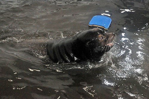 ２月２４日　おびひろ動物園　アシカ　タケル