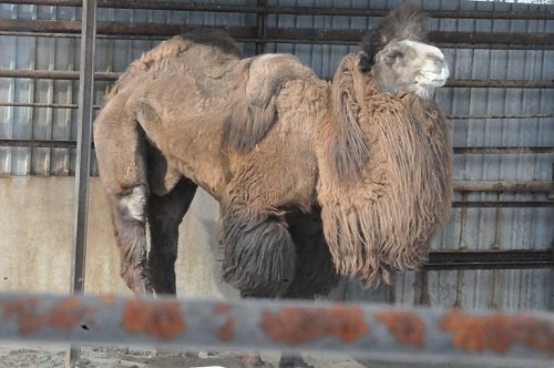 ２月２４日　おびひろ動物園　フタコブラクダ　ボス