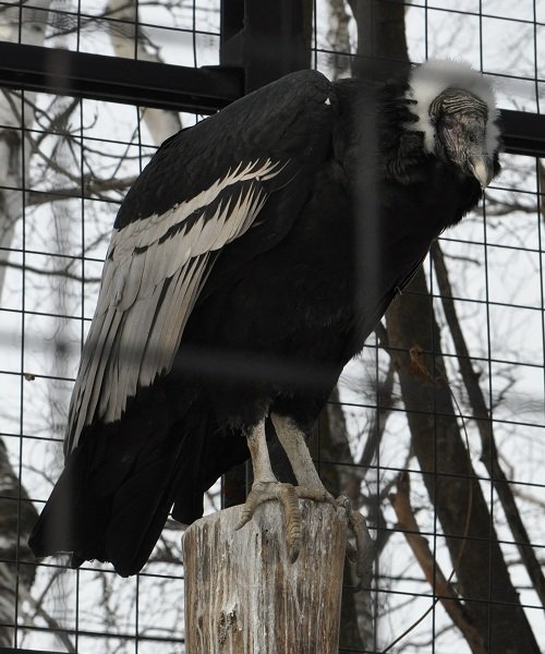 ２月２４日　おびひろ動物園　アンデスコンドル